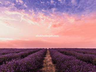 field flowers